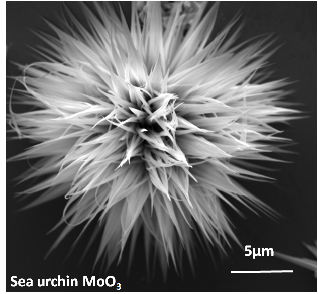 2 Sea urchin MoO3